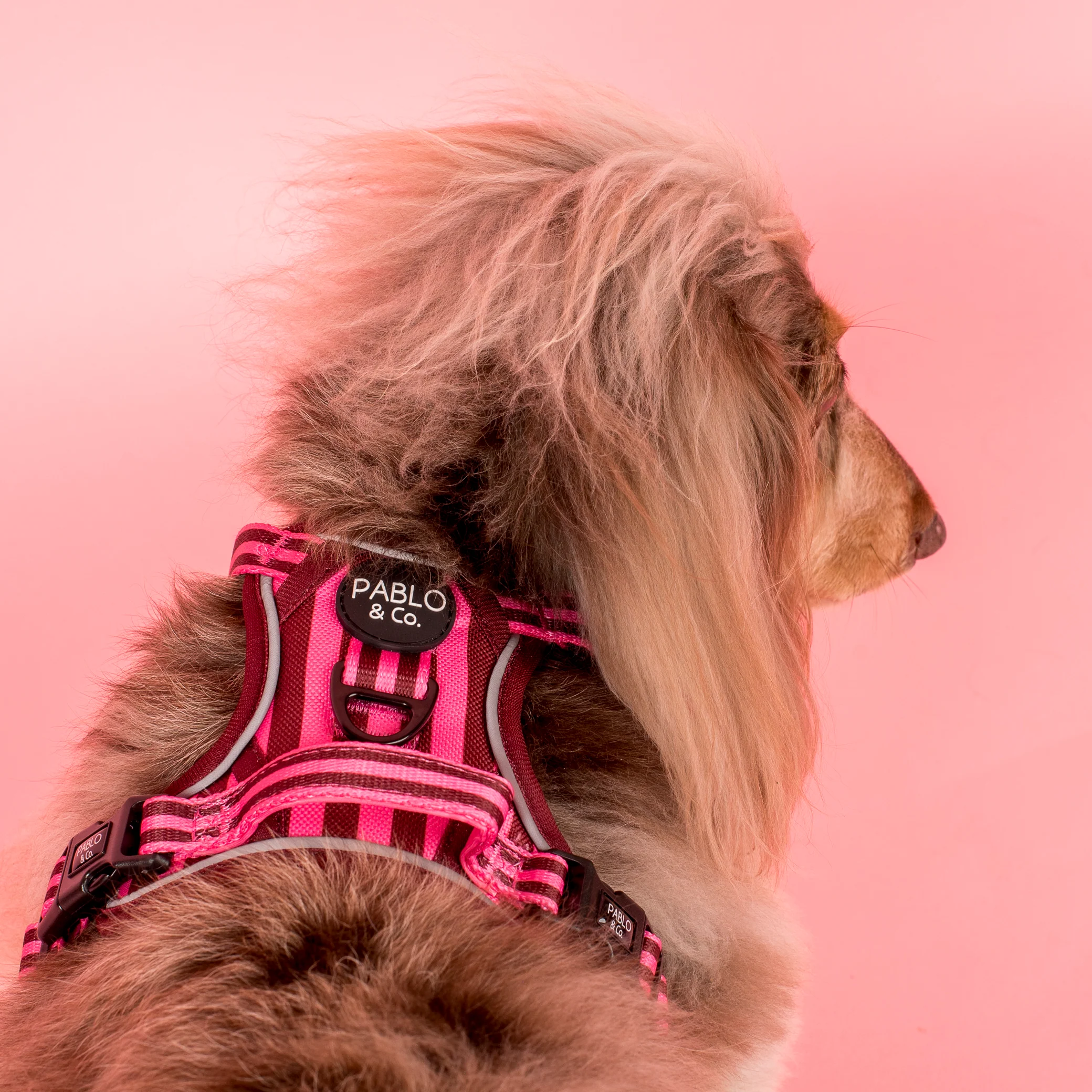 Blushing Stripes: No Pull Adventure Harness - Image 3