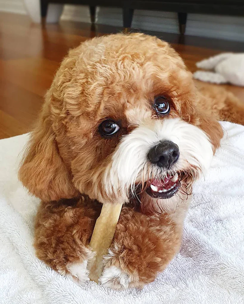 Himalayan Dog Chew Cheese Bars - Image 3
