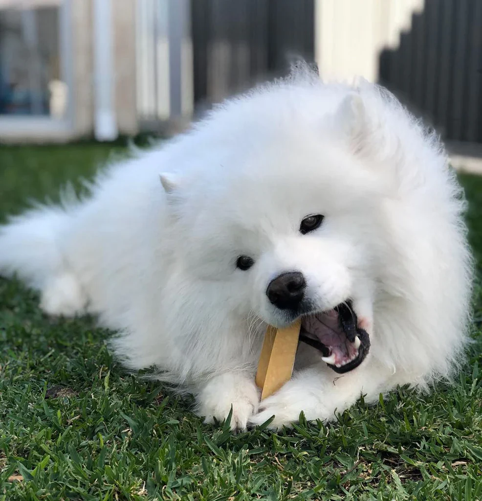 Himalayan Dog Chew Cheese Bars - Image 6