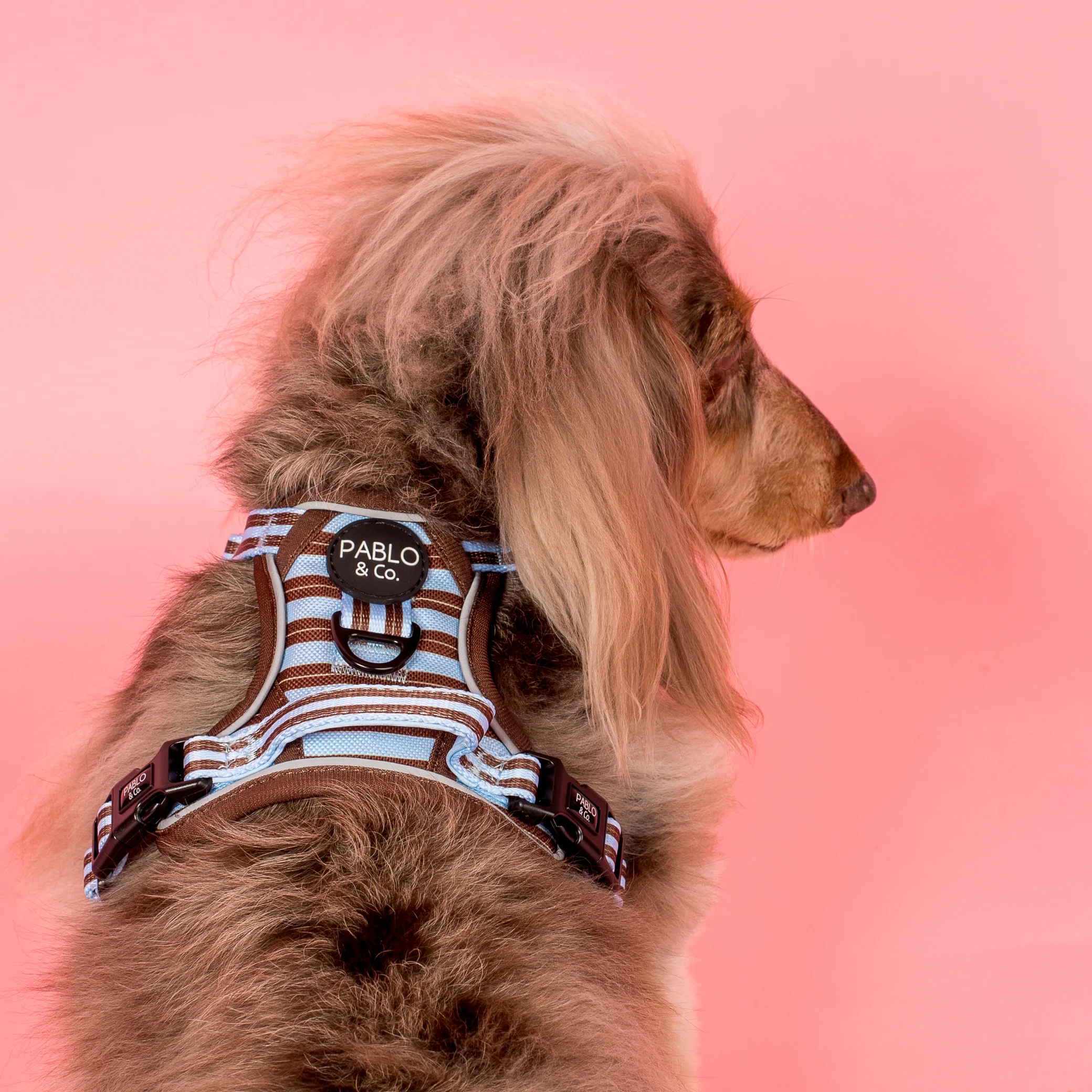 Sunday Stripes: No Pull Adventure Harness - Image 4