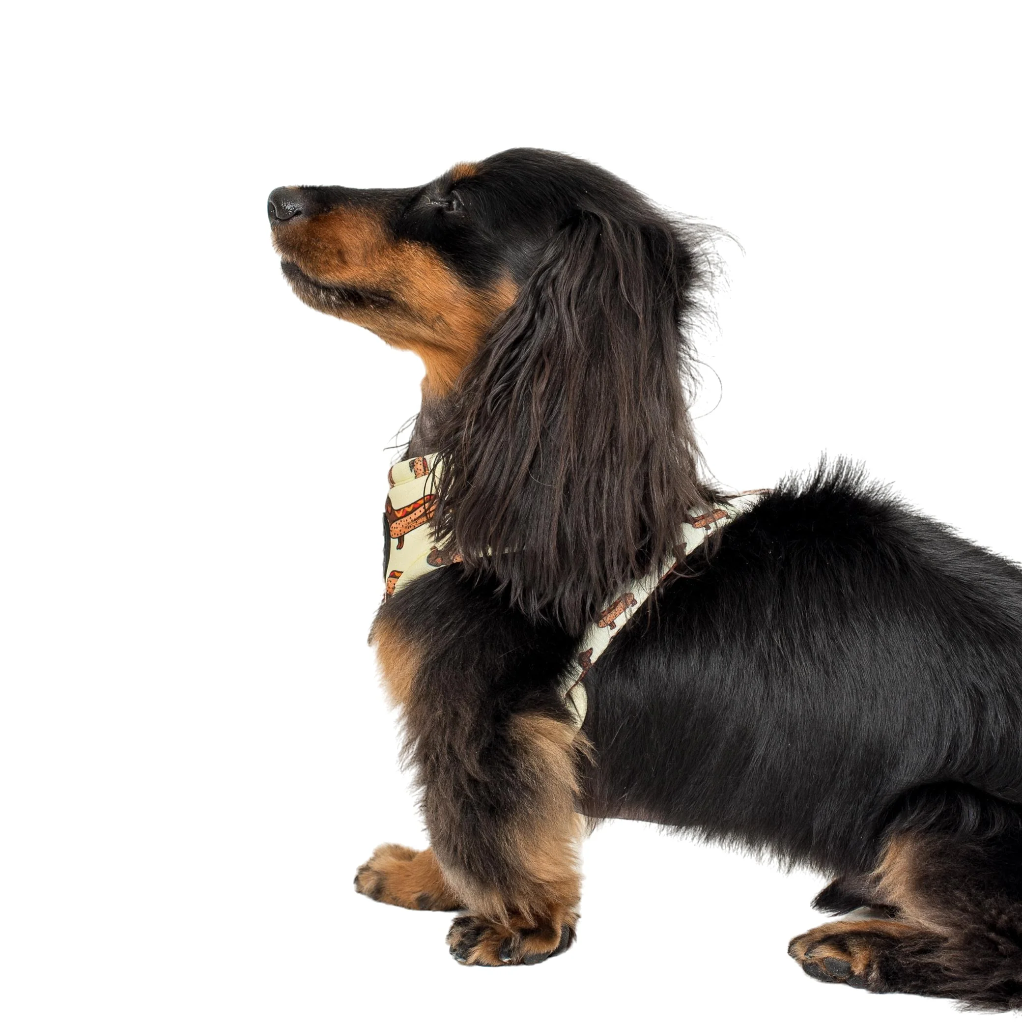 Wiener Dogs: Adjustable Harness - Image 4